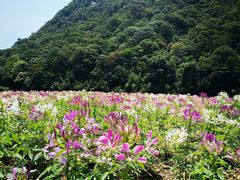 -广州市石门国家森林公园