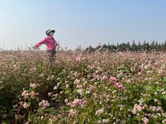 -杭州湾海上花田景区