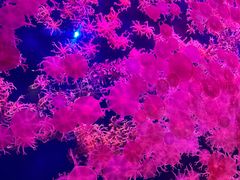-珠海长隆海洋王国