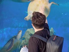 -广东惠东海龟国家级自然保护区