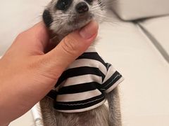 -瑞鹏宠物医院·普外科·影像科·皮肤科(城市山谷分院)