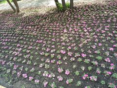 -黑龙江省森林植物园