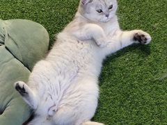 -三花喵·撸猫购宠·宠物生活馆(虹桥南丰城店)
