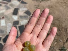 -紫轩葡萄酒庄园