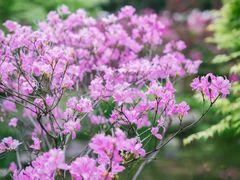 -上海滨江森林公园