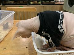 -藦茜花园宠物主题亲子互动体验馆(国顺东路店)