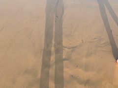 -日照海滨国家森林公园