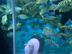 -北戴河圣蓝海洋公园