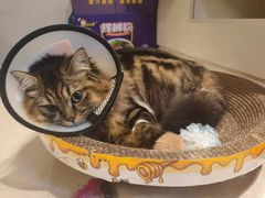 -荔康动物医院(康王北路店)