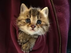 小可爱摩卡-么么咖啡(燕郊店)