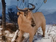 -陕西自然博物馆