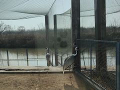 -盐城丹顶鹤湿地生态旅游区