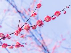-杭州植物园
