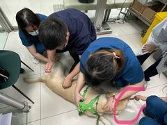 -申普宠物医院·心脏介入·心血管微创(总院)