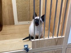 -老吴的猫·猫舍(新区店)