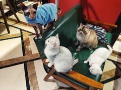 -猫色咖啡·猫咖