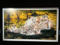 -罗红摄影艺术馆