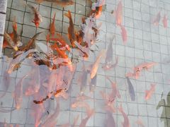 -千岛湖品鱼馆(钓鱼岛店)