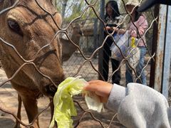 -长白岛森林公园