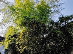 -王阳明故居