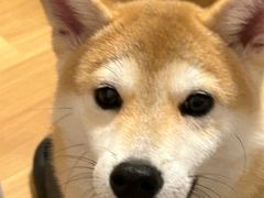 -翊宠yipet猫狗购宠庄园犬舍•猫舍