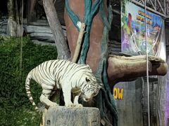 -清迈夜间动物园