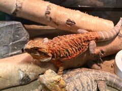 -FAIRYLAND龙族星球主题餐厅(凯丹广场店)