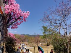 -天适樱花悠乐园