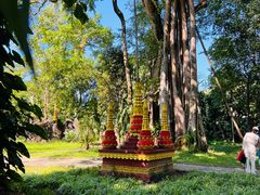 -瑞丽独树成林风景区