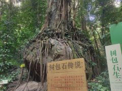 -莫里热带雨林景区