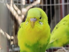 -上海老饭店(北京分店)