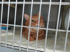 -纳吉亚猫专科动物医院(康都外科中心)