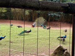 -深圳野生动物园