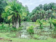 -中国科学院西双版纳热带植物园