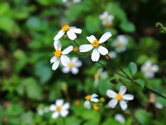 -南宁良凤江国家森林公园