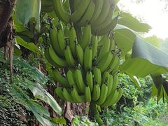 -云溪植物园