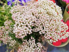 -双季花艺园艺市场(浦东店)