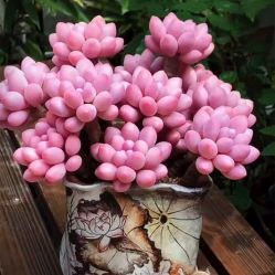 -Oasis Beauty水磨坊科技美肤中心