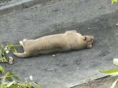 -大连森林动物园