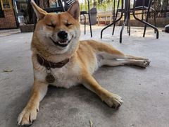 -柴犬高等学院·狗咖·柴犬售卖·宠物训练