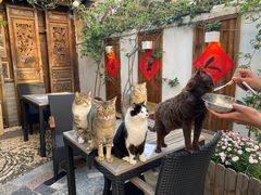 -喵屿·大理花园猫咖