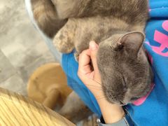 -楼上猫咖(罗湖店)