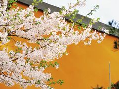 -龙华寺
