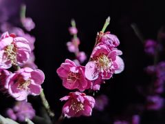 -梅花山(明孝陵内)