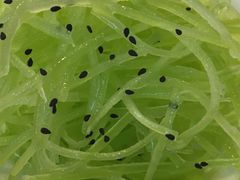 -客临百思德·东北特色馆(龙湖时代天街店)