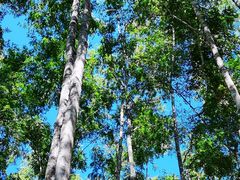-中国科学院西双版纳热带植物园