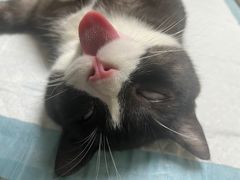 -乐琪宠物医院·犬猫专科·骨外科·急重症