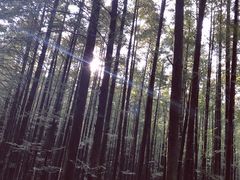 -山王坪喀斯特国家生态公园