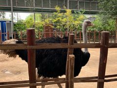-呀路古热带植物园