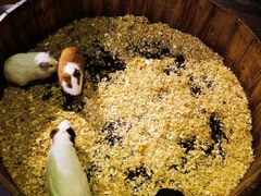 -正佳雨林生态植物园